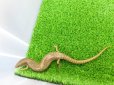 画像5: 美！　シロテンカラカネトカゲ　約１８cmたぶん♀　１ (5)