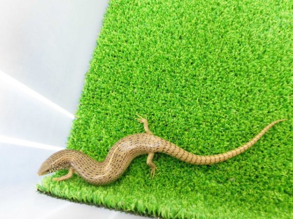 画像5: 美！　シロテンカラカネトカゲ　約１８cmたぶん♀　１