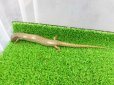 画像2: 美！　シロテンカラカネトカゲ　約１８cmたぶん♀　１ (2)