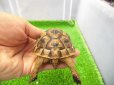画像5: 美！　ギリシャリクガメ　約７cm　２