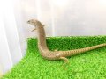 美！　シロテンカラカネトカゲ　約１８cmたぶん♀　１