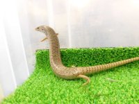 美！　シロテンカラカネトカゲ　約１８cmたぶん♀　１