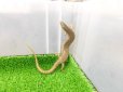 画像4: 美！　シロテンカラカネトカゲ　約１８cmたぶん♀　１ (4)