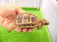 画像2: 美！　ギリシャリクガメ　約７cm　２ (2)