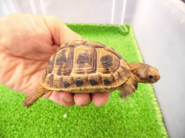 画像2: 美！　ギリシャリクガメ　約７cm　２