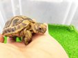 画像4: 美！　ギリシャリクガメ　約７cm　２
