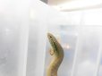 画像3: 美！　シロテンカラカネトカゲ　約１８cmたぶん♀　１ (3)