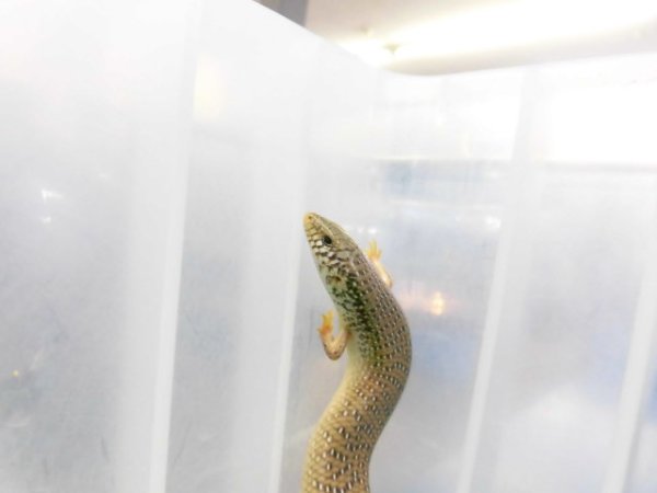 画像3: 美！　シロテンカラカネトカゲ　約１８cmたぶん♀　１
