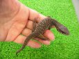 画像1: 美！　サバンナモニター（ベビー）　約１４cm　２ (1)