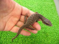 美！　サバンナモニター（ベビー）　約１４cm　２