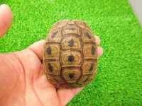美！　ギリシャリクガメ　約７cm　３