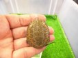 画像1: 美！　ニホンイシガメ（セレクト個体）　約４.５cm　８ (1)