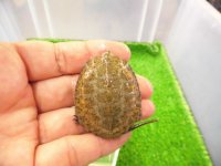 美！　ニホンイシガメ（セレクト個体）　約４.５cm　８