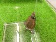 画像5: 美！　ニホンイシガメ（セレクト個体）　約４.５cm　８ (5)