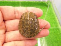 美！　ニホンイシガメ（セレクト個体　多甲板）　約４cm　７