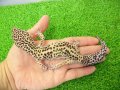 美！　ジャイアント（ヒョウモントカゲモドキ）　約２２cm♂　１