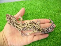 美！　ジャイアント（ヒョウモントカゲモドキ）　約２２cm♂　１