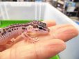 画像2: 美！　スーパーマックスノー（ヒョウモントカゲモドキ）　約９cm　１ (2)