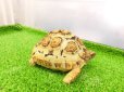 画像9: 美！　ソマリアリクガメCB　約９.５cm　１