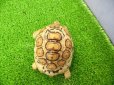 画像11: 美！　ソマリアリクガメCB　約９.５cm　１
