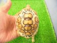 画像1: 美！　ソマリアリクガメCB　約９.５cm　１ (1)
