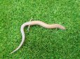 画像2: 美！　エジプトクサビトカゲ　約１４cm♀　２ (2)