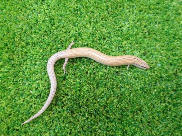 画像2: 美！　エジプトクサビトカゲ　約１４cm♀　２