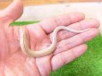 画像4: 美！　エジプトクサビトカゲ　約１４cm♀　２ (4)