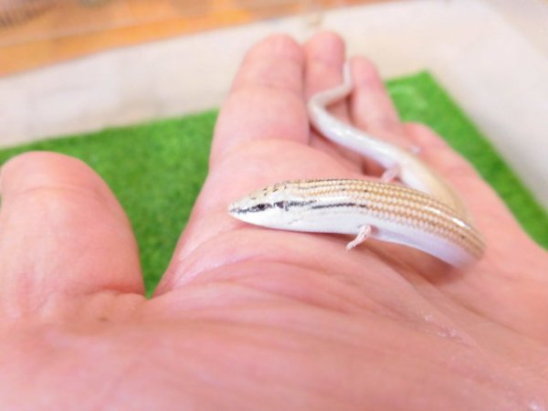 画像3: 美！　エジプトクサビトカゲ　約１４cm♀　２
