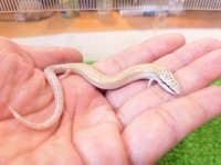 美！　エジプトクサビトカゲ　約１４cm♀　２