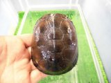 美！　クリイロハコヨコクビガメ　約９cm　２