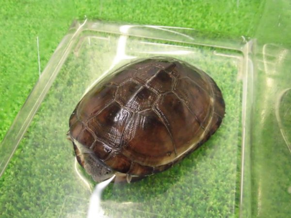 画像2: 美！　クリイロハコヨコクビガメ　約９cm　２