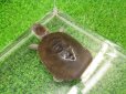画像5: 美！　アフリカヌマヨコクビガメ　約５.５cm　１ (5)