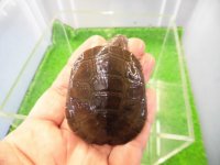 美！　アフリカヌマヨコクビガメ　約５.５cm　１