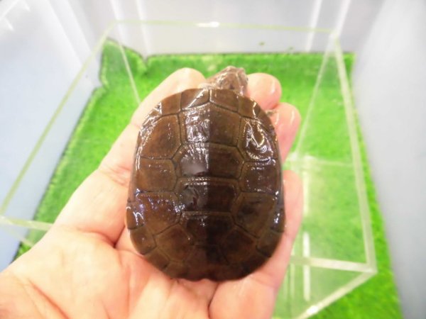 画像1: 美！　アフリカヌマヨコクビガメ　約５.５cm　１