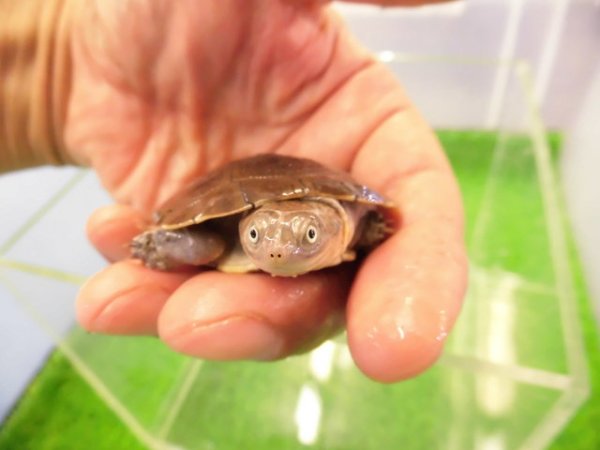 画像3: 美！　アフリカヌマヨコクビガメ　約５.５cm　１