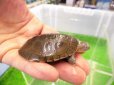 画像2: 美！　アフリカヌマヨコクビガメ　約５.５cm　１ (2)