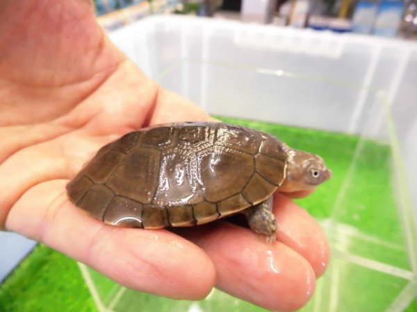 画像2: 美！　アフリカヌマヨコクビガメ　約５.５cm　１