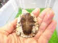 画像4: 美！　アフリカヌマヨコクビガメ　約５.５cm　１ (4)