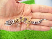 美！　ハイイエロー（ヒョウモントカゲモドキ）　約９cm　１