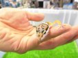 画像3: 美！　ハイイエロー（ヒョウモントカゲモドキ）　約９cm　２