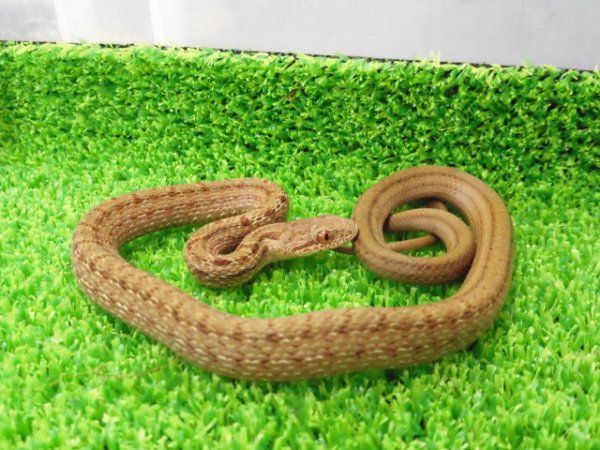 画像3: 美！　シマヘビ　ベビー　約２５cm　１