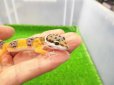 画像2: 美！　ハイイエロー（ヒョウモントカゲモドキ）　約９cm　２ (2)