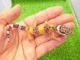 画像1: 美！　ハイイエロー（ヒョウモントカゲモドキ）　約９cm　２ (1)