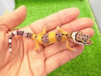 美！　ハイイエロー（ヒョウモントカゲモドキ）　約９cm　２