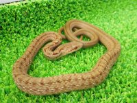 美！　シマヘビ　ベビー　約２５cm　１