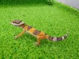 画像6: 美！　ハイイエロー（ヒョウモントカゲモドキ）　約９cm　２