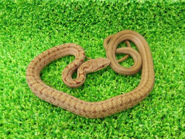画像4: 美！　シマヘビ　ベビー　約２５cm　１