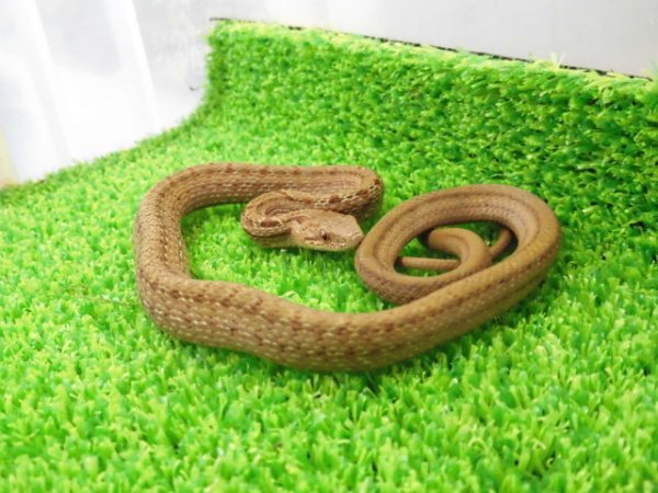 画像2: 美！　シマヘビ　ベビー　約２５cm　１