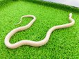 画像5: 美！　ブリザード（コーンスネーク）　約３５cm　１
